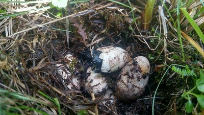 State-Specific Bog Turtle Information