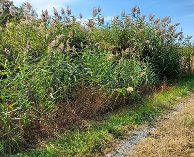 Common reed (Phragmites australis)