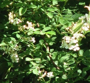 Multiflora rose (Rosa multiflora)