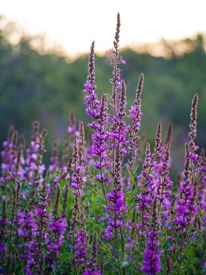 Purple loosestrife (Lythrum salicaria)