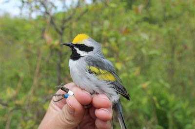 Golden-winged Warbler Ecology and Guidelines for Creating Breeding Habitat Presentation