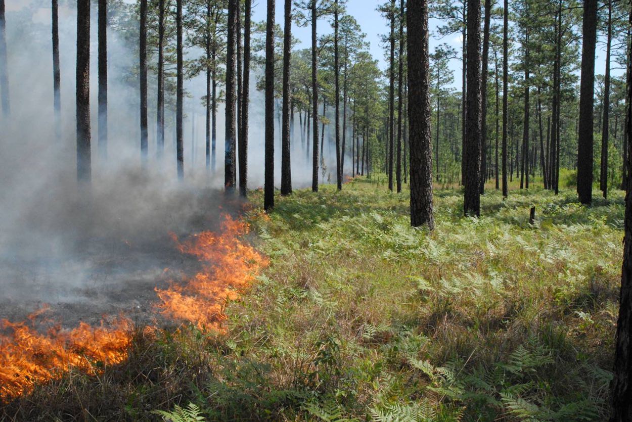 controlled burn