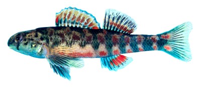 Etheostoma brevirostrum
