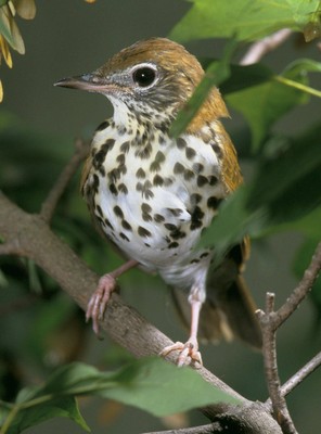 Wood Thrush_02