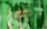 Northeast Fish & Wildlife Habitat Vulnerability Assessment