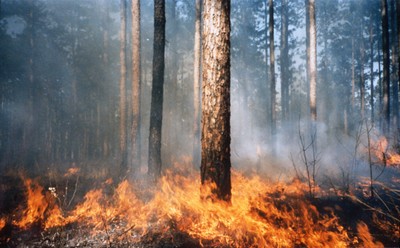 RX FIRE_credit John Mcguire_high res.jpg RX FIRE_credit John Mcguire_high res.jpg
