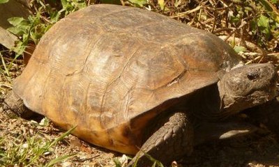 Gopher Tortoise